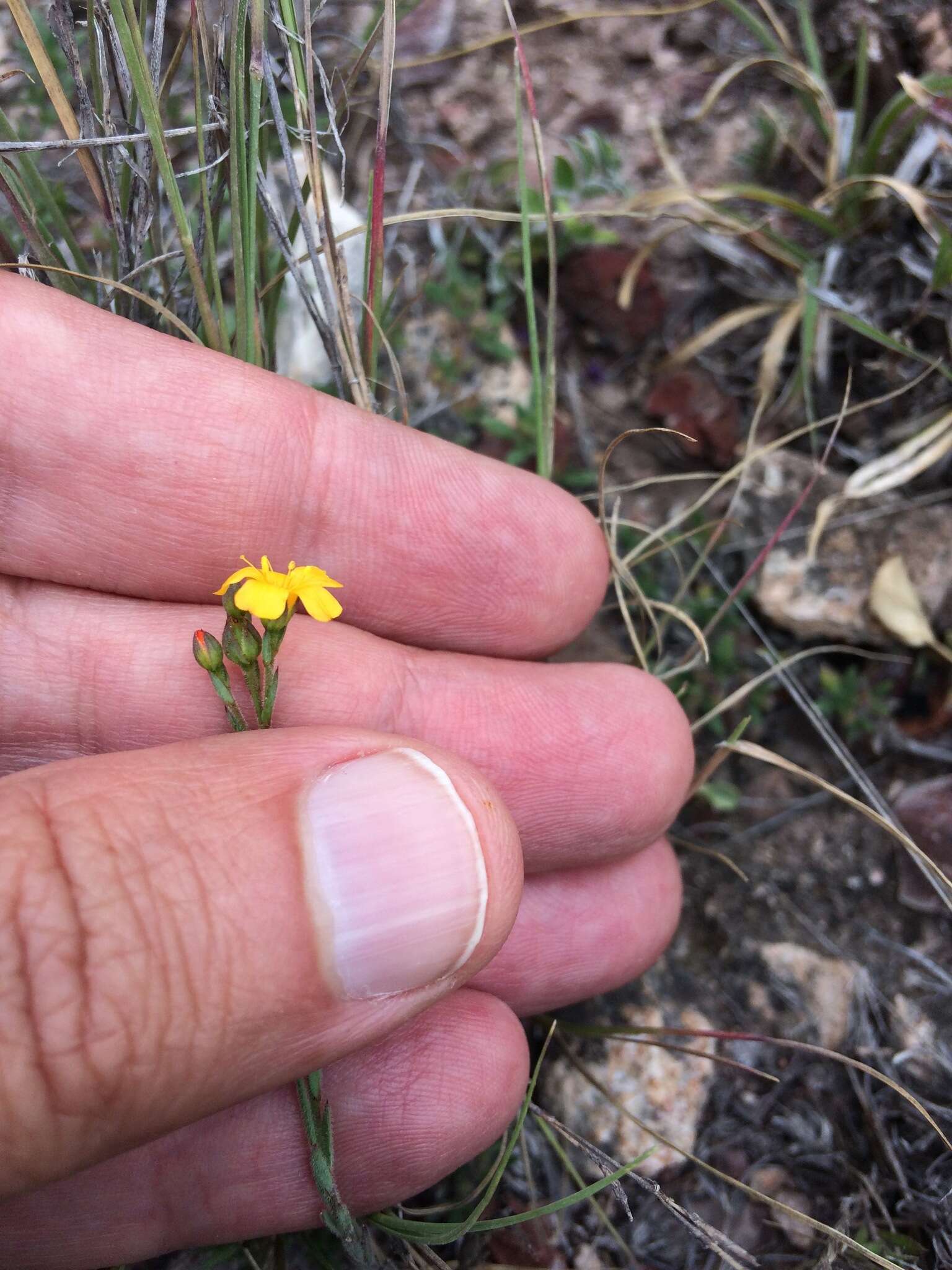 Image of Linum scabrellum Planch.