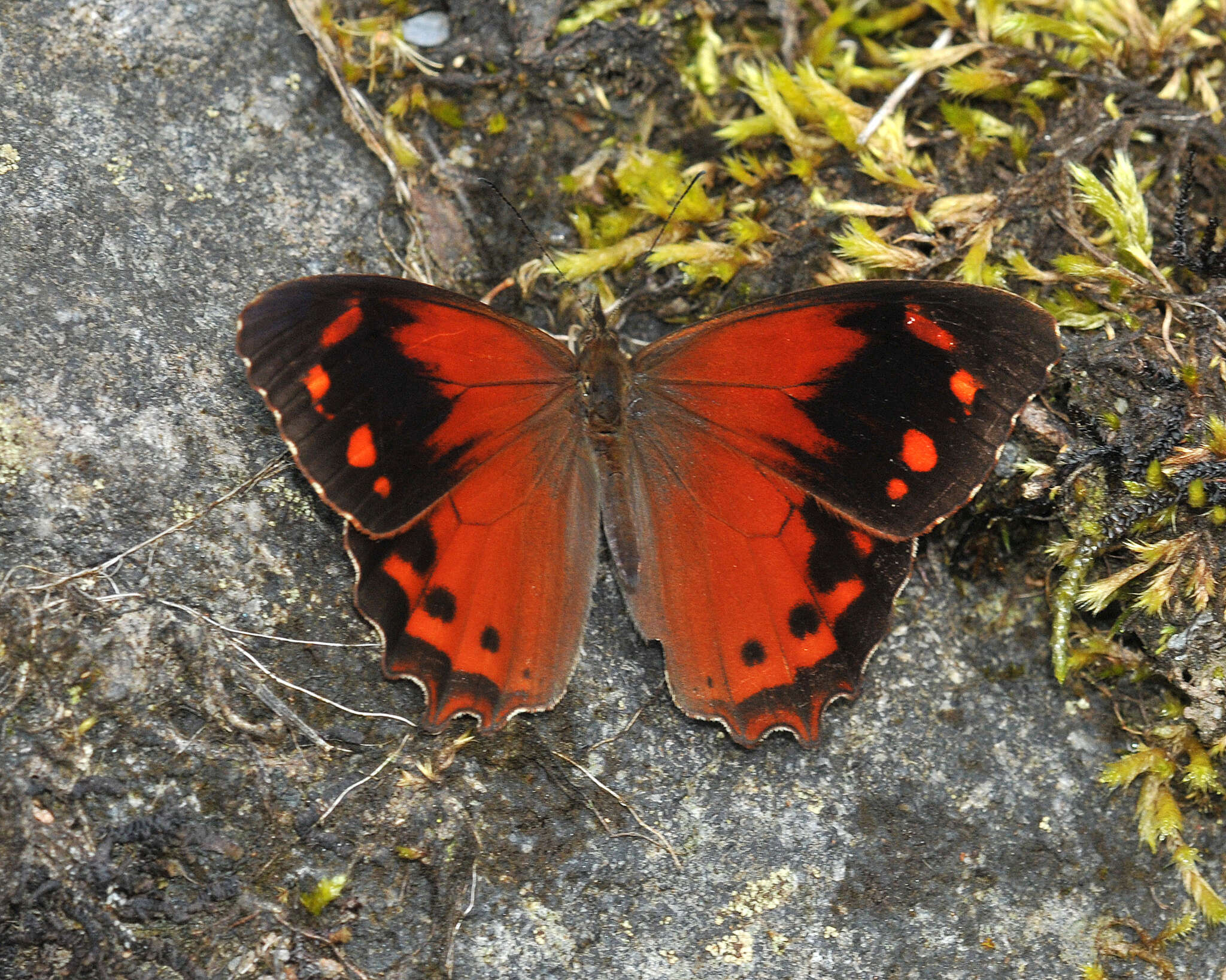 Lasiophila orbifera Butler 1868的圖片