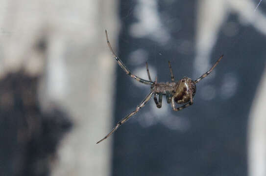 Image of Steatoda castanea (Clerck 1757)