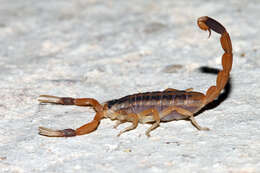 Image of Striped Bark Scorpion