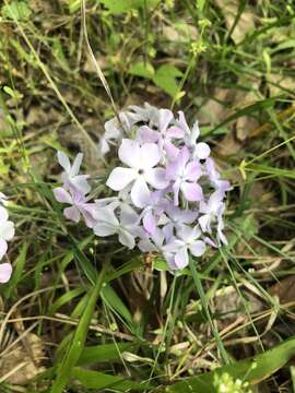 Image of downy phlox