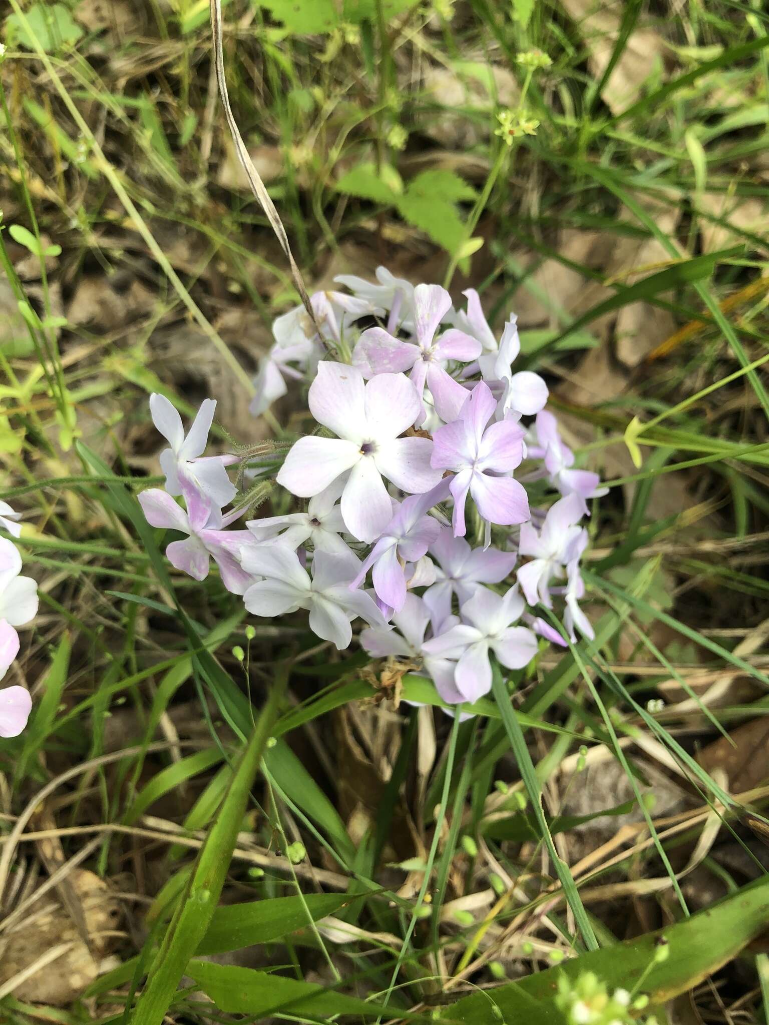 Sivun Phlox pilosa subsp. pilosa kuva