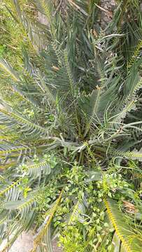 Image of Encephalartos cycadifolius (Jacq.) Lehm.