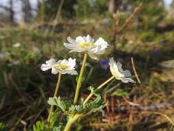 Слика од Callianthemum sajanense Witasek