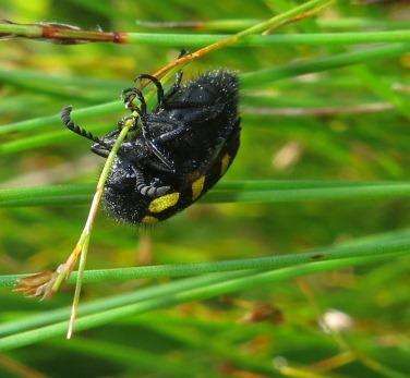 Image of <i>Ceroctis capensis</i>