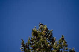 Image of Ring Ouzel