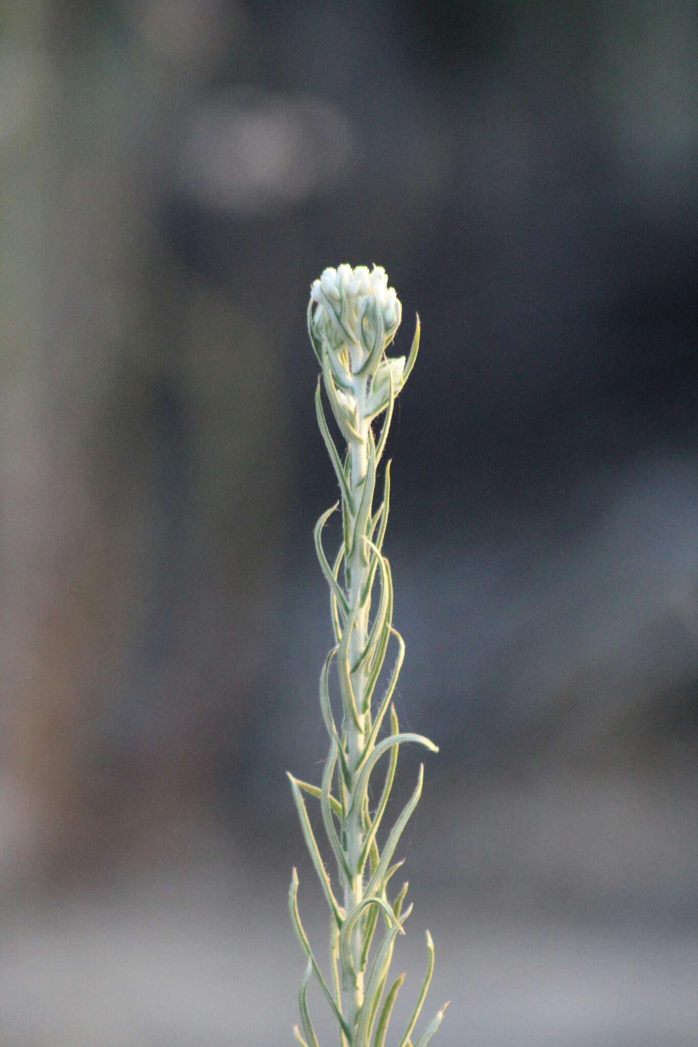 Слика од Pseudognaphalium leucocephalum (A. Gray) A. A. Anderberg