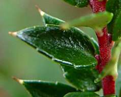 Image of Gaultheria mucronata (L. fil.) E. J. Remy