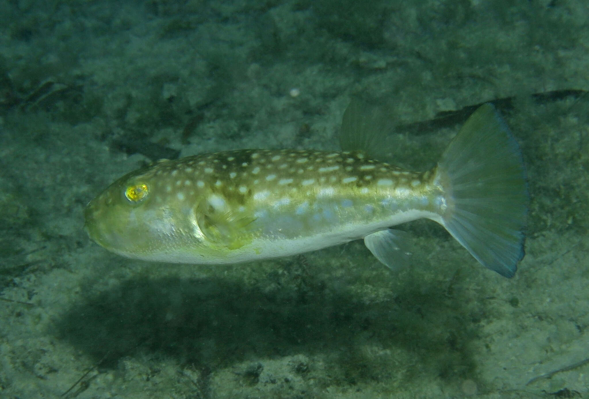 Image of Gangetic pufferfish