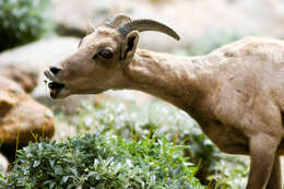 Image of Desert bighorn sheep