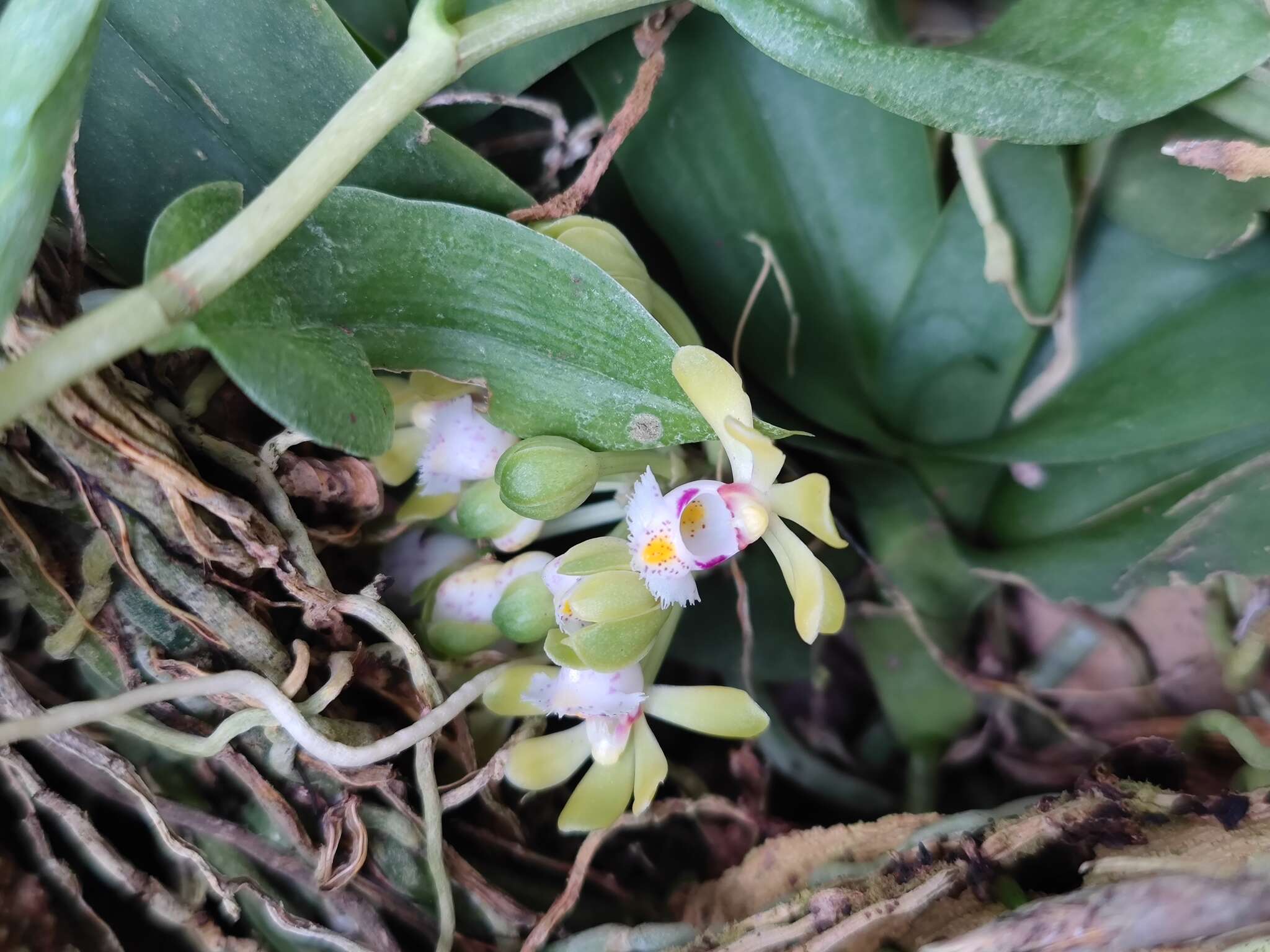 Imagem de Gastrochilus obliquus (Lindl.) Kuntze