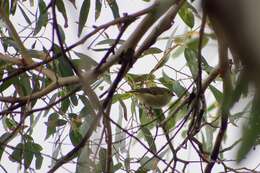 Image of Forty-spotted Pardalote