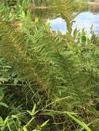 Image of eastern marsh fern