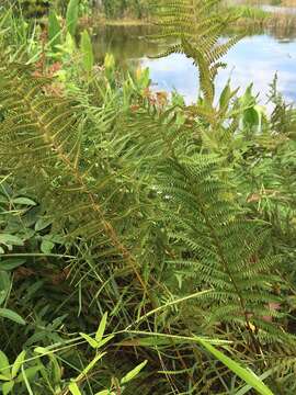 Image of eastern marsh fern