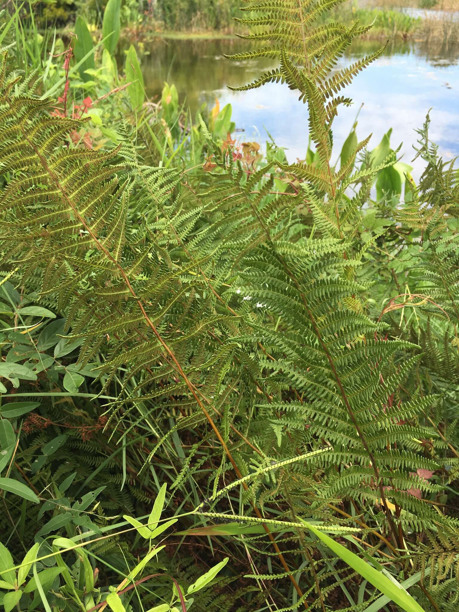 Thelypteris palustris subsp. pubescens (Lawson) Fraser-Jenkins的圖片