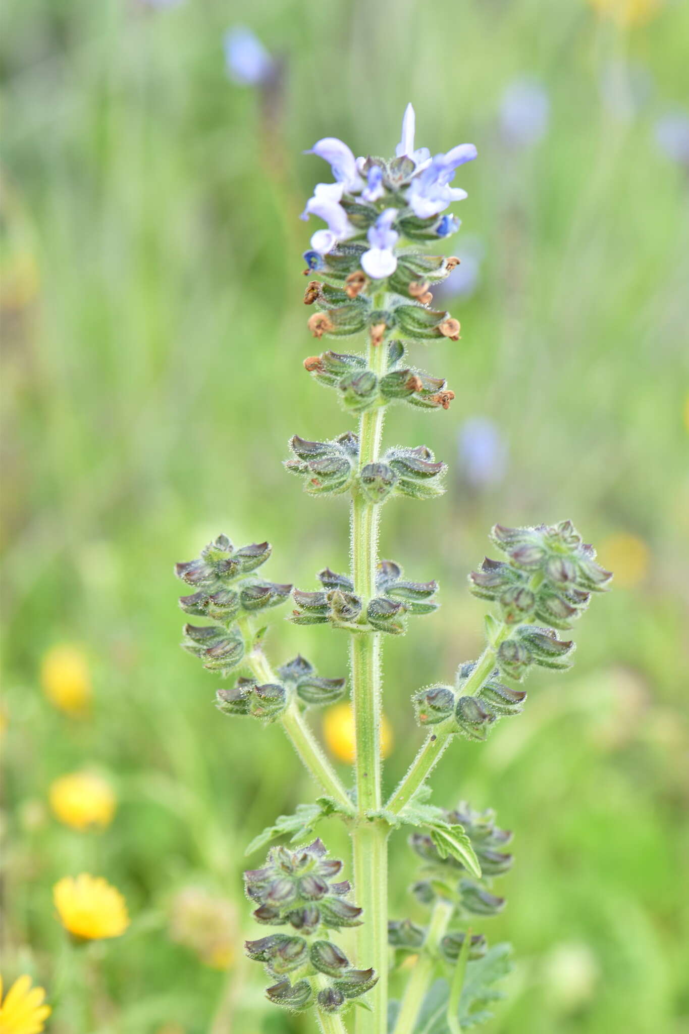 Image of verbena sage