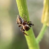 صورة Metaphidippus manni (Peckham & Peckham 1901)