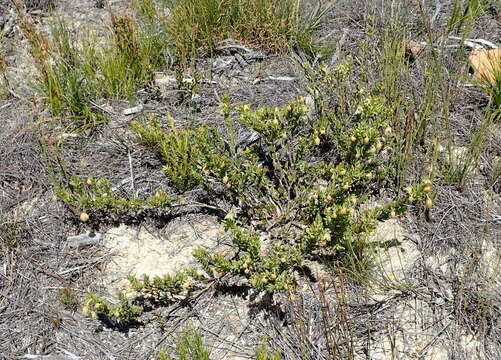 Image of Roepera fulva (L.) Beier & Thulin