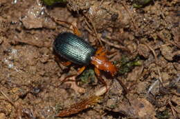 Imagem de Brachinus (Brachinus) crepitans (Linnaeus 1758)