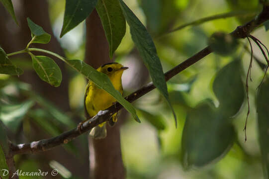 Image of Wilson's Warbler