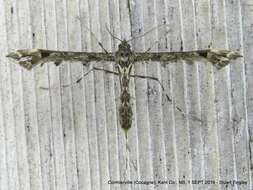 Image of Geranium Plume Moth