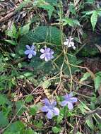 Streptocarpus polyanthus subsp. verecundus Hilliard resmi