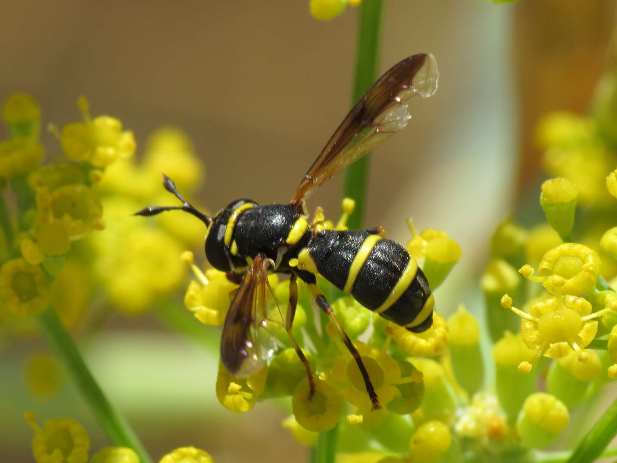 Image of Ceriana vespiformis (Latreille 1809)