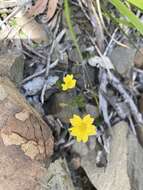 Sivun Goodenia elongata Labill. kuva