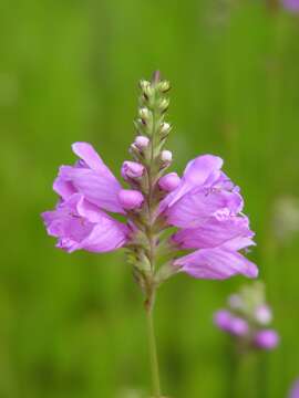 Imagem de Physostegia longisepala P. D. Cantino