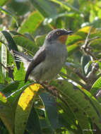 Image of Chestnut-throated Apalis