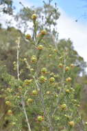 Слика од Kunzea glabrescens H. R. Toelken