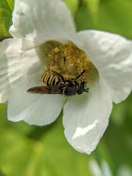 Image of Sphecomyia pattonii Williston 1882