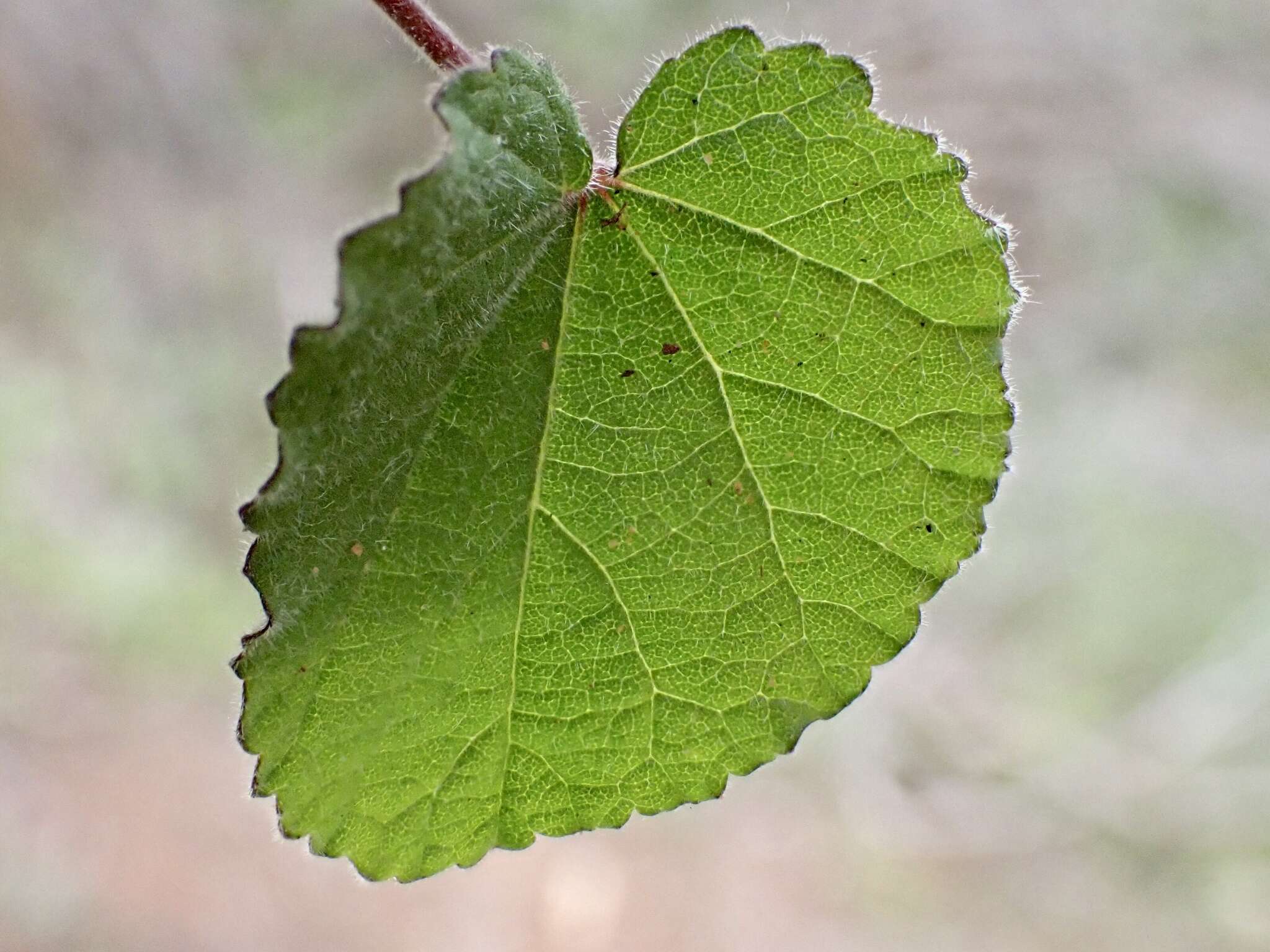 Image of Abutilon fraseri (Hook.) Walp.