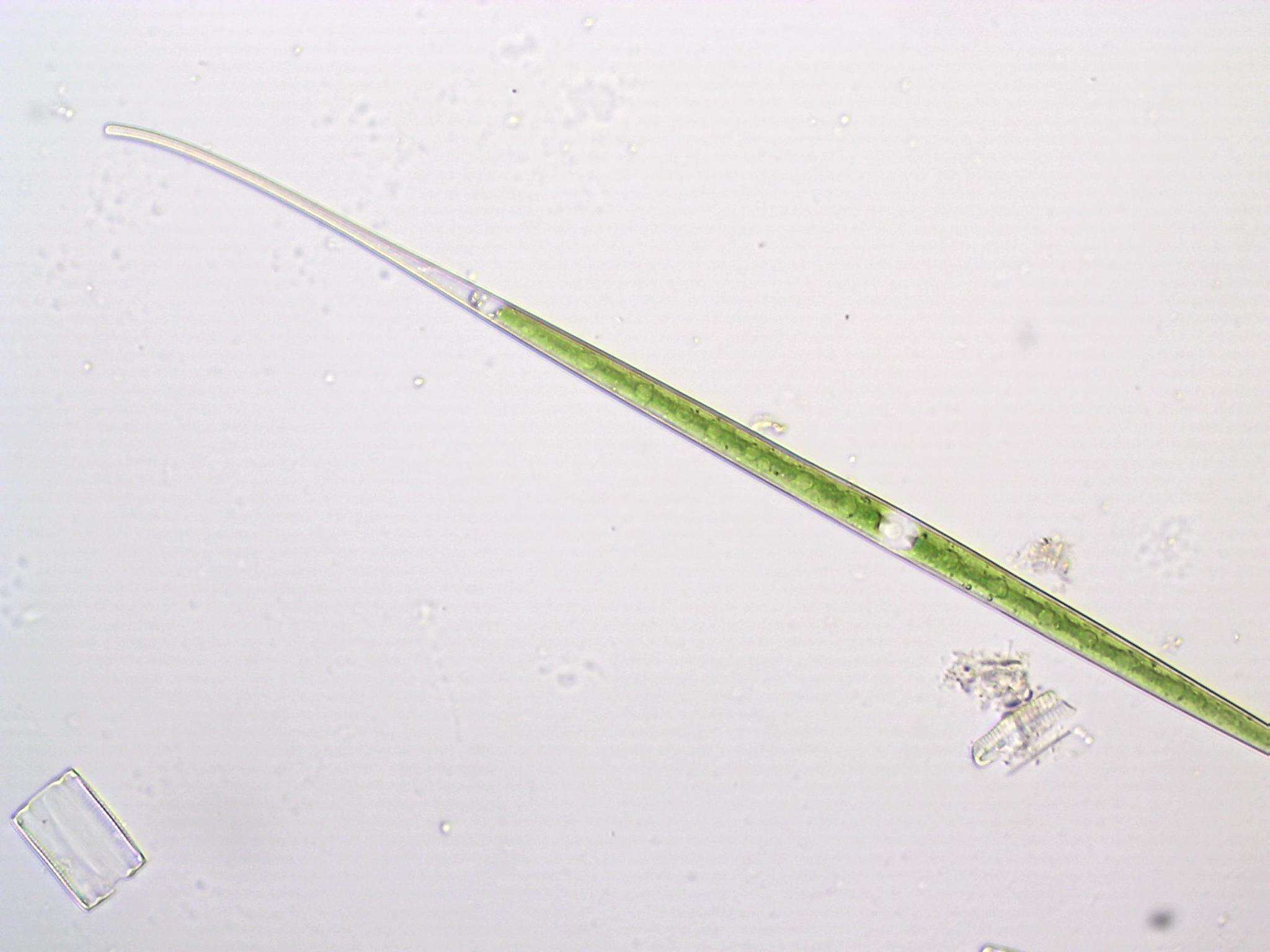 Image of Closterium aciculare T. West 1860