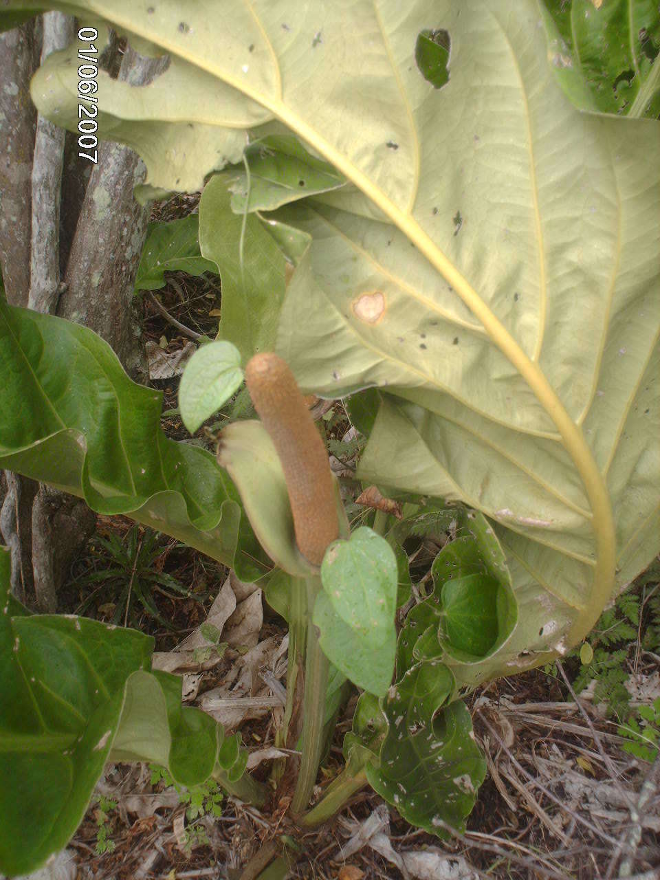 Image of Anthurium affine Schott