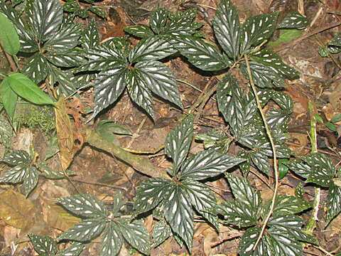 Слика од Begonia maynensis A. DC.