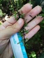 Image of Coprosma microcarpa Hook. fil.