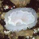 Image of Phyllidiopsis blanca Gosliner & Behrens 1988