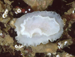 Image of Phyllidiopsis blanca Gosliner & Behrens 1988