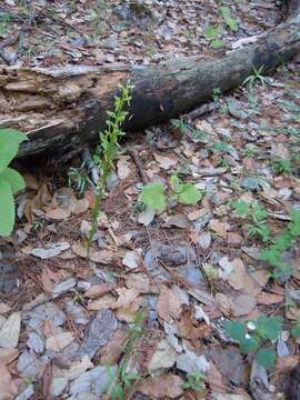 Image of Shortflowered bog orchid