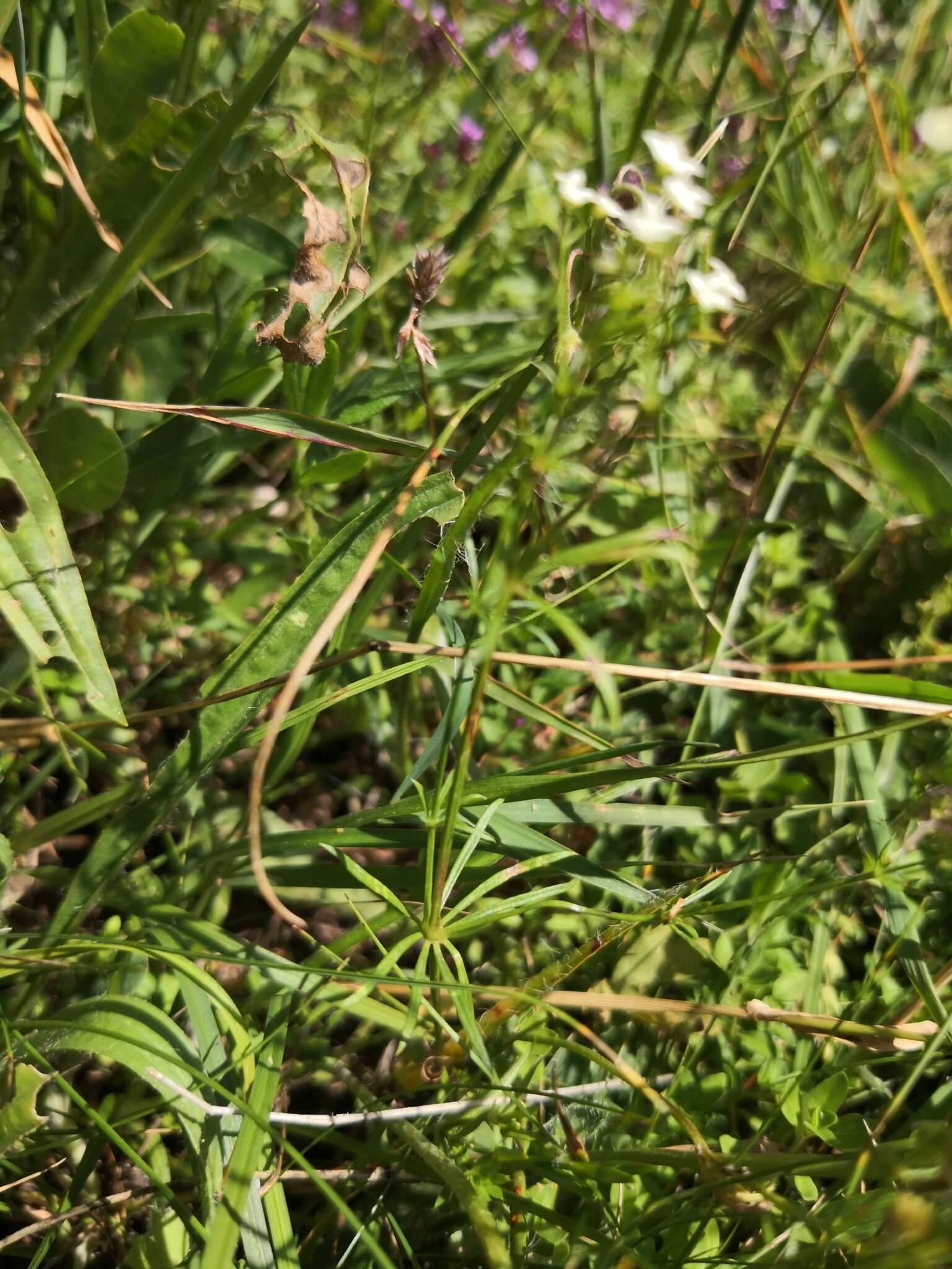 Galium pumilum Murray的圖片