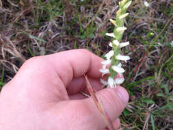 Spiranthes magnicamporum Sheviak的圖片