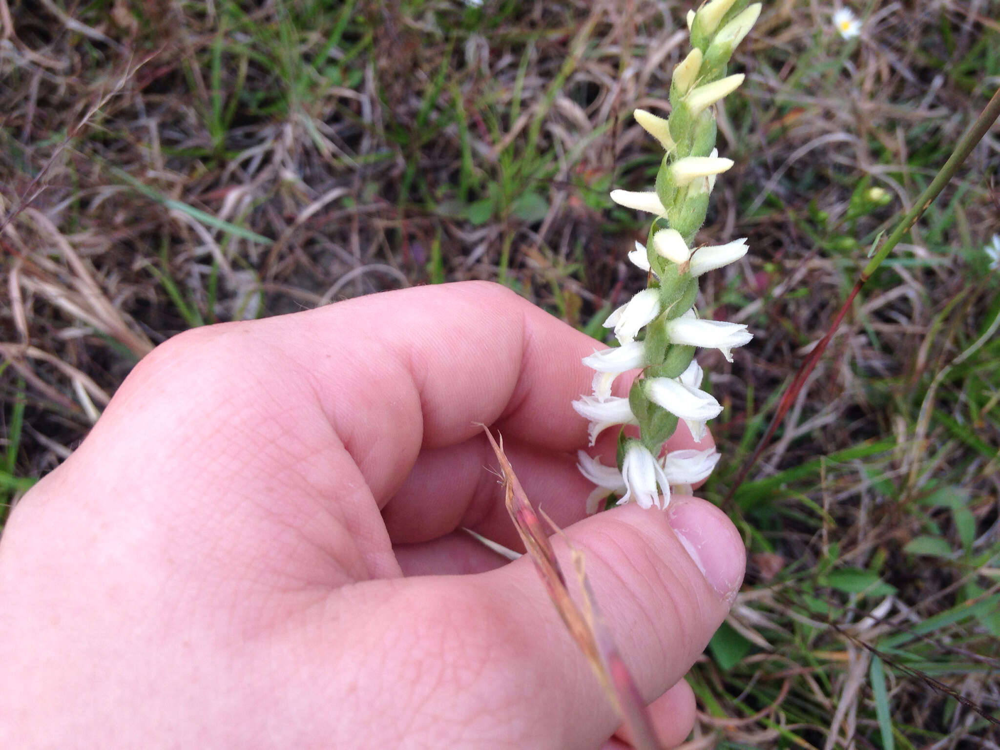 Image of Great Plains lady's tresses