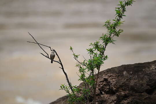 Ochthornis Sclater & PL 1888的圖片