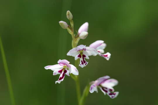 Plancia ëd Galearis rotundifolia f. lineata