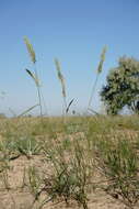 صورة Agropyron dasyanthum Ledeb.