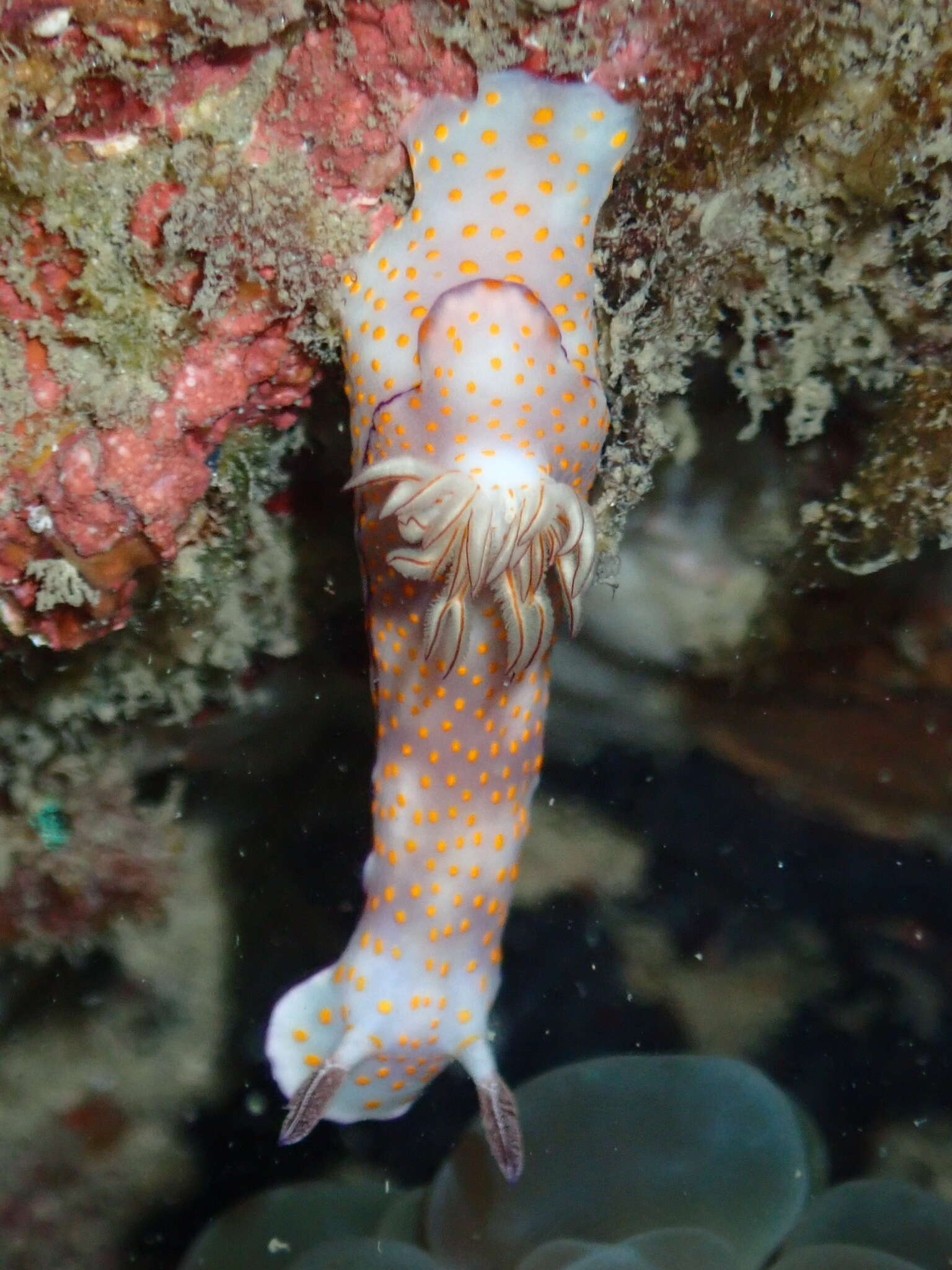 Sivun Hypselodoris pulchella (Rüppell & Leuckart 1830) kuva