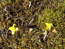 Image of yellow marsh marigold