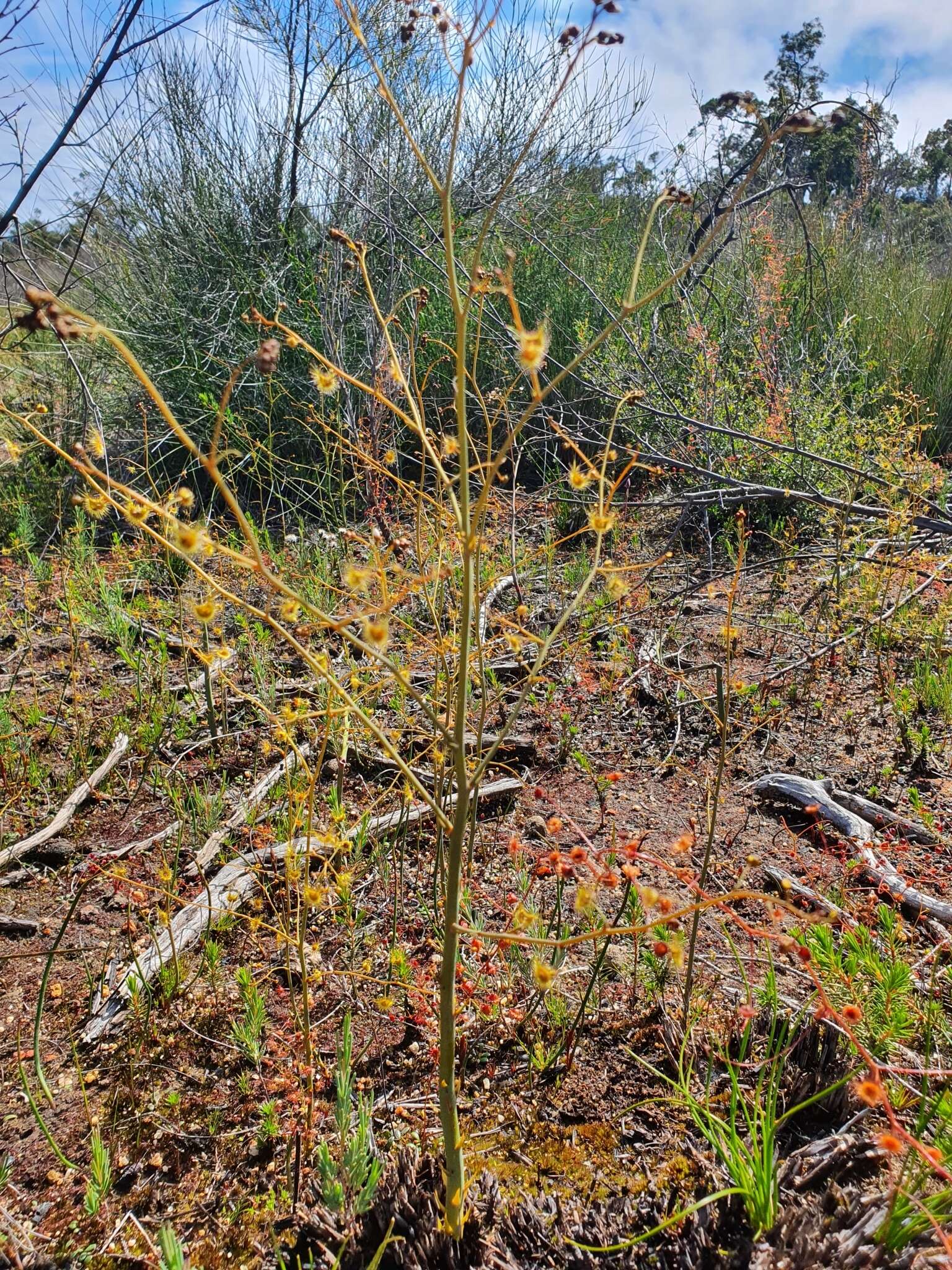 Image of Drosera gigantea Lindl.