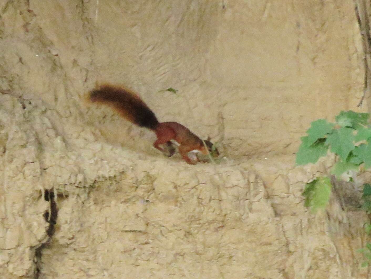 Image de écureuil roux du sud de l'Amazonie